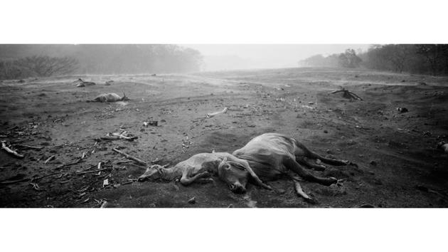 Animal carcasses lie entwined as steam rises on the horizon. The questions that presented themselves: How to document the tragedy — of lives and a landscape obliterated — on a piece of 35mm film? Abd decided that the panoramic format was necessary to tell this story of annihilation. Black and white film would best show ash-encased villages such as San Miguel Los Lotes. (Rodrigo Abd / AP) Animal carcasses lie entwined as steam rises on the horizon. The questions that presented themselves: How to document the tragedy — of lives and a landscape obliterated — on a piece of 35mm film? Abd decided that the panoramic format was necessary to tell this story of annihilation. Black and white film would best show ash-encased villages such as San Miguel Los Lotes. (Rodrigo Abd / AP)