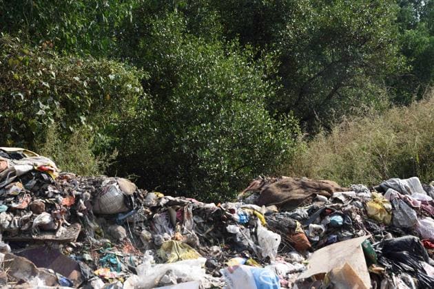 The HC, in its order, had said dumping of debris or garbage is prohibited within 50-metre buffer area of mangrove trees and the state needs to protect such zones at all costs.(HT file photo)