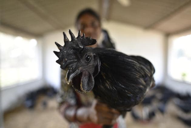 The Kadaknath chicken is all-black, from comb to wattles. Its meat is black too, gamey and tough. It is cooked in true Varhadi style here, in a rugged black peppery masala, and gets a lot of respect at the table.(HT File Photo)