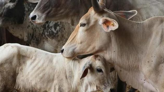 The Himachal Pradesh assembly has adopted a resolution to declare cow as ‘mother of the nation’.(HT File Photo) The Himachal Pradesh assembly has adopted a resolution to declare cow as ‘mother of the nation’.(HT File Photo)