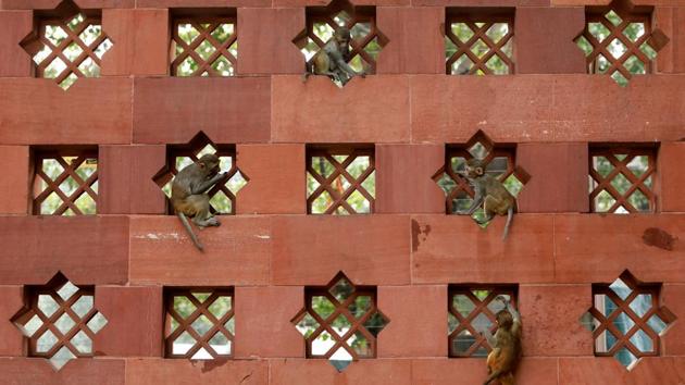 Baby monkeys play on a wall of India's Parliament premises in New Delhi. (Anushree Fadnavis / REUTERS) Baby monkeys play on a wall of India's Parliament premises in New Delhi. (Anushree Fadnavis / REUTERS)