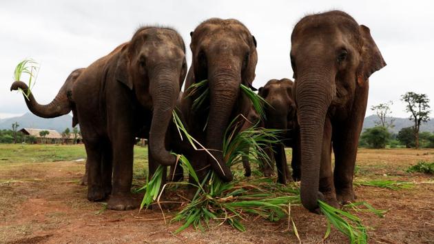 Elephants eat their breakfast as they listen to Barton play. For eight years, pachyderms like Lam Duan - old, overworked and sometimes disabled - have been rehabilitated with music at Elephants World, a retirement sanctuary for the animals in the western Thai province. (Soe Zeya Tun / REUTERS) Elephants eat their breakfast as they listen to Barton play. For eight years, pachyderms like Lam Duan - old, overworked and sometimes disabled - have been rehabilitated with music at Elephants World, a retirement sanctuary for the animals in the western Thai province. (Soe Zeya Tun / REUTERS)