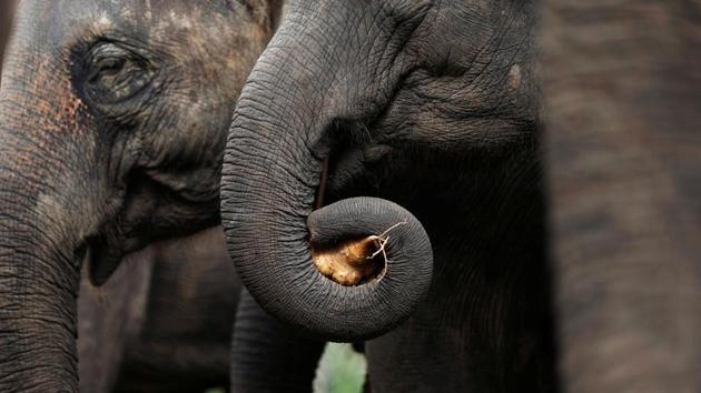 Elephants eat their breakfast as they listen to Paul Barton plays. Lam Duan approached Barton as he began to play and she appeared to calm down and focus on the music. (Soe Zeya Tun / REUTERS) Elephants eat their breakfast as they listen to Paul Barton plays. Lam Duan approached Barton as he began to play and she appeared to calm down and focus on the music. (Soe Zeya Tun / REUTERS)