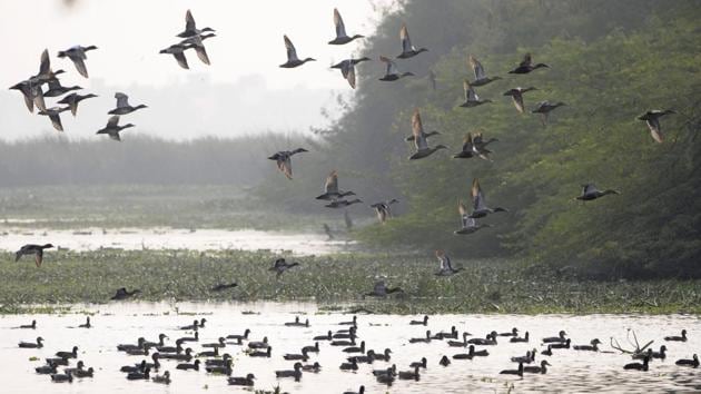 A view of Okhla bird sanctuary in Noida on Thursday, December 13, 2018. Birders say typically, over 250 species are spotted every year during the winter count.(Sunil Ghosh / HT Photo)