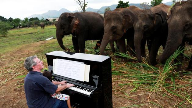 At another music session, several elephants seemed to move their heads and move about in front of the piano as the notes flowed. (Soe Zeya Tun / REUTERS) At another music session, several elephants seemed to move their heads and move about in front of the piano as the notes flowed. (Soe Zeya Tun / REUTERS)