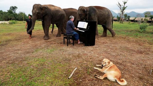 Paul Barton plays piano for sick, abused, retired and rescued elephants in a sanctuary in Kanchanaburi province, Thailand. Lam Duan, a 65-year-old, blind Thai elephant was enjoying her lunch, listening to Silent Night being played on a piano. (Soe Zeya Tun / REUTERS) Paul Barton plays piano for sick, abused, retired and rescued elephants in a sanctuary in Kanchanaburi province, Thailand. Lam Duan, a 65-year-old, blind Thai elephant was enjoying her lunch, listening to Silent Night being played on a piano. (Soe Zeya Tun / REUTERS)