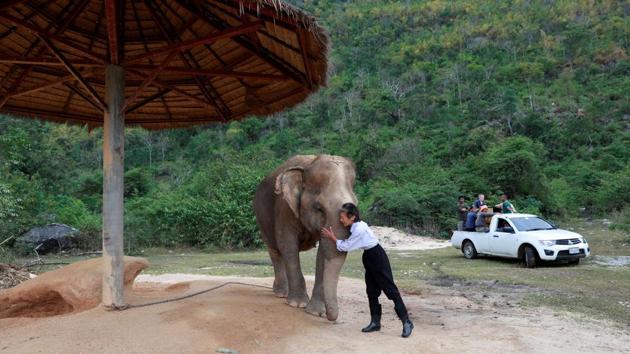 A woman hugs a blind elephant at Elephant World. The owner of the sanctuary, Samart Prasithpol, 44, said the music seemed to provide the elephants with some special comfort. (Soe Zeya Tun / REUTERS) A woman hugs a blind elephant at Elephant World. The owner of the sanctuary, Samart Prasithpol, 44, said the music seemed to provide the elephants with some special comfort. (Soe Zeya Tun / REUTERS)