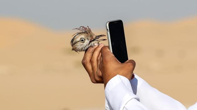 An Emirati falconer uses a cell phone to take a picture of the head of a Houbara bustard which was caught by a falcon on a hunting trip by Al-Marzoom Hunting Association at Al-Marzoom Falconry Reserve, about 100 kilometres southwest of Abu Dhabi. (Karim Sahib / AFP) An Emirati falconer uses a cell phone to take a picture of the head of a Houbara bustard which was caught by a falcon on a hunting trip by Al-Marzoom Hunting Association at Al-Marzoom Falconry Reserve, about 100 kilometres southwest of Abu Dhabi. (Karim Sahib / AFP)