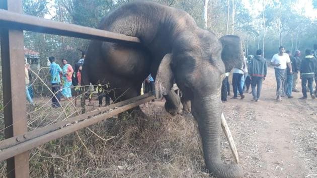 The tusker, which raided farms in Bharthawadi village in the early hours, was running back into the nearby Veeranahosahalli forest when it got trapped by the railway fencing erected by the Karnataka forest department. (HT Photo) The tusker, which raided farms in Bharthawadi village in the early hours, was running back into the nearby Veeranahosahalli forest when it got trapped by the railway fencing erected by the Karnataka forest department. (HT Photo)