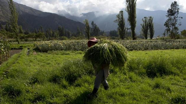 A woman carries forage for her cattle from a field irrigated with river water that carries untreated sewage. A 2013 environmental report by Bolivia’s comptroller general described them as in a “very bad quality range.” The Environment and Water Ministry says it hopes to change this with the construction of the city’s first water treatment plant. (Juan Karita / AP) A woman carries forage for her cattle from a field irrigated with river water that carries untreated sewage. A 2013 environmental report by Bolivia’s comptroller general described them as in a “very bad quality range.” The Environment and Water Ministry says it hopes to change this with the construction of the city’s first water treatment plant. (Juan Karita / AP)