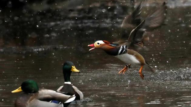 A Mandarin Duck, a species native to East Asia, nips at Mallards in The Pond in Central Park in Manhattan in New York City. The lone duck has turned into a viral sensation since its appearance a few weeks ago. (Mike Segar / REUTERS) A Mandarin Duck, a species native to East Asia, nips at Mallards in The Pond in Central Park in Manhattan in New York City. The lone duck has turned into a viral sensation since its appearance a few weeks ago. (Mike Segar / REUTERS)