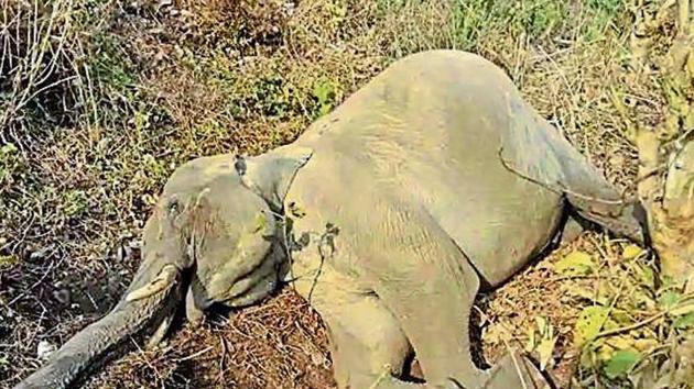 Elephants have died due to varied reasons ranging from tiger attacks, falling from hills to electrocution(HT Photo)
