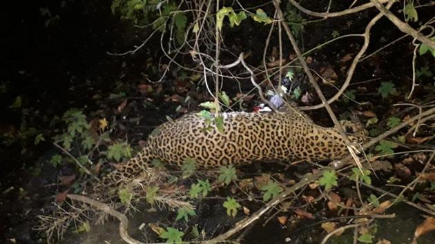 The forest department said the leopard’s carcass was found next to a river near Waloti and Gane villages in Maharashtra’s Ratnagiri district. (HT Photo) The forest department said the leopard’s carcass was found next to a river near Waloti and Gane villages in Maharashtra’s Ratnagiri district. (HT Photo)