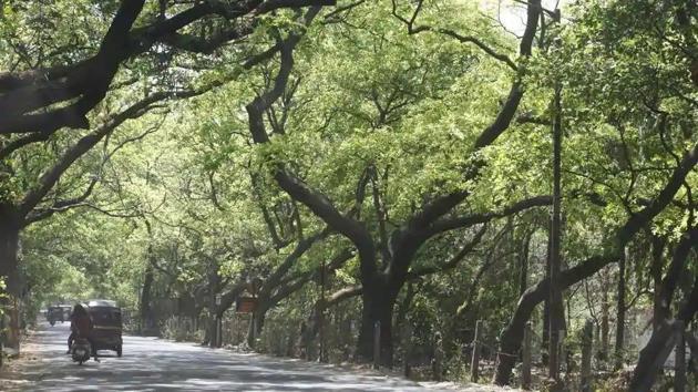 Conservationists have questioned the veracity of the claims made by the ministry of road, transport, and highways (MoRTH), in their submission to the Supreme Court (SC), regarding the ₹500 crore Bandipur elevated corridor project. (Representative Image/File Photo) Conservationists have questioned the veracity of the claims made by the ministry of road, transport, and highways (MoRTH), in their submission to the Supreme Court (SC), regarding the ₹500 crore Bandipur elevated corridor project. (Representative Image/File Photo)