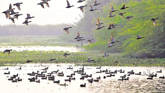 According to an official, the availability of fresh water and habitat improvement at the Okhla Bird Sancturay has paid off and resulted in birds choosing this area for nesting.(Sunil Ghosh / HT Photo)