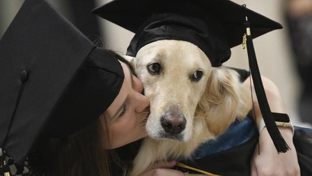 "Griffin" Hawley, the Golden Retriever service dog, is given a congratulations hug by his owner Brittany Hawley after being presented an honorary diploma by Clarkson, during the Clarkson University "December Recognition Ceremony" in Potsdam, N.Y. on Saturday December 15, 2018. Griffin's owner, Brittany Hawley, also received a graduate degree in Occupational Therapy. Both attended 100% of their classes together.(AP)