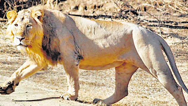 Three young lions were killed after being hit by a speeding freight train in Gujarat’s Amreli district in the early hours of Tuesday.(PTI File Photo)