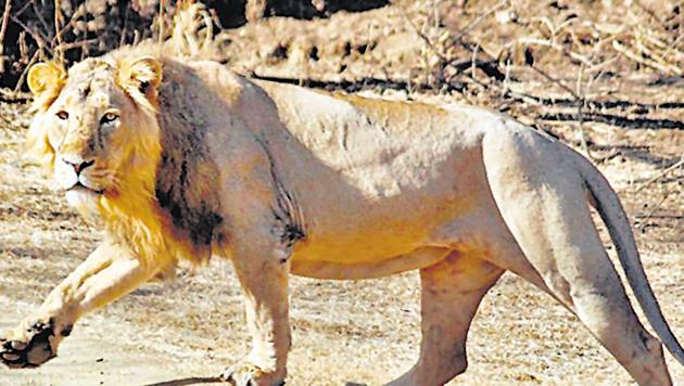 An Asiatic lion at Gir wildlife sanctury in Junagadh district in Gujarat.(PTI File Photo/ Representative Image)