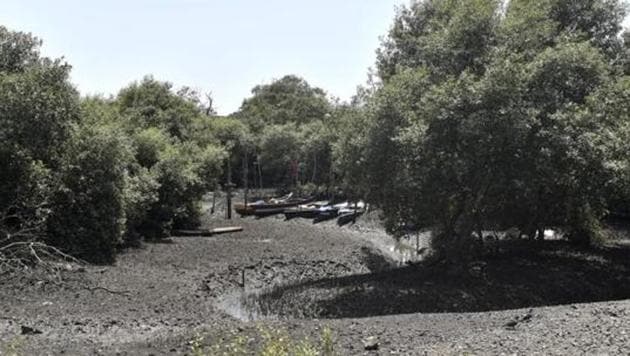 Mangroves of Sewri Creek in Mumbai. The city has 6,600 hectares (ha) of mangrove cover, with 6,400 ha in the suburbs and 200 ha in south Mumbai. Of this, close to 4,500 ha is on government-owned land and remaining in private areas.(Anshuman Poyrekar/HT File)