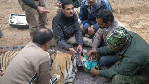 Tigress RT-106, from Ranthambore Tiger Reserve, was tranquillised before being sent to Kota’s Mukundra Hill reserve. (HT Photo) Tigress RT-106, from Ranthambore Tiger Reserve, was tranquillised before being sent to Kota’s Mukundra Hill reserve. (HT Photo)