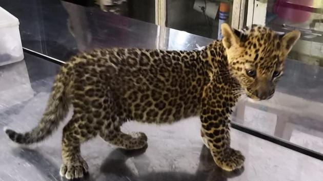 The leopard cub, weighing 2.4kg, lost two of his siblings in the Ahmednagar fire. He was brought to Mumbai after his mother refused to take him back.(HT Photo)