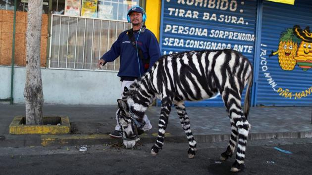 A man stands next to his donkey dyed like a zebra, in Tijuana, Mexico. (Mohammed Salem / REUTERS) 
