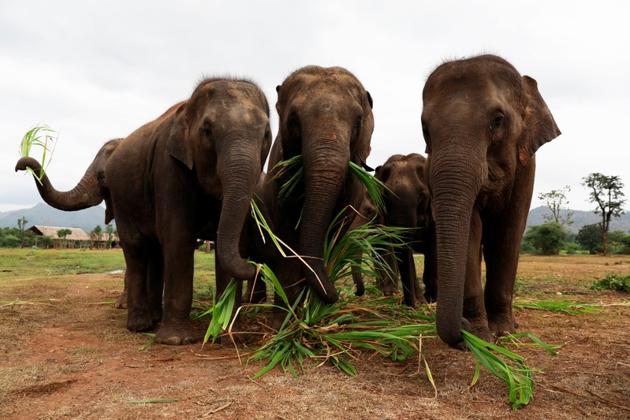 Elephants eat their breakfast as they listen British volunteer Paul Barton plays piano for sick, abused, retired and rescued elephants in sanctuary along Thailand Myanmar border in Kanchanaburi, Thailand, December 9, 2018. REUTERS/Soe Zeya Tun/Files (REUTERS)