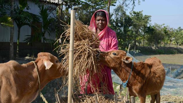 Yarjan Nesa, 60, feeds cows near her house at Karaibil village in Kamrup district, Assam. Her husband Nur Mohammed can barely sleep for worrying that his wife might soon be made stateless, put in a detention camp and deported. “We are genuine Indian citizens,” said Mohammed, 66, his voice low and quivering. (Biju Boro / AFP) Yarjan Nesa, 60, feeds cows near her house at Karaibil village in Kamrup district, Assam. Her husband Nur Mohammed can barely sleep for worrying that his wife might soon be made stateless, put in a detention camp and deported. “We are genuine Indian citizens,” said Mohammed, 66, his voice low and quivering. (Biju Boro / AFP)