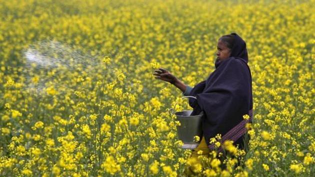 A farmer casts urea on her mustard field.(REUTERS) A farmer casts urea on her mustard field.(REUTERS)