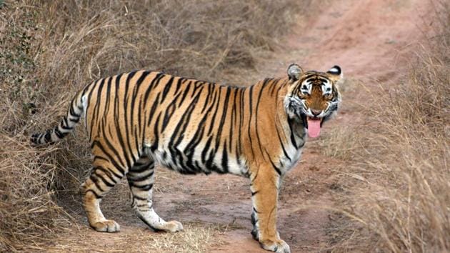 Rajasthan is yet declare an eco-sensitive zone for Sariska tiger reserve.(HT File Photo)