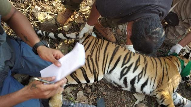T-1’s female cub after it was darted and rescued on Saturday. (MAHARASHTRA FOREST DEPARTMENT) T-1’s female cub after it was darted and rescued on Saturday. (MAHARASHTRA FOREST DEPARTMENT)