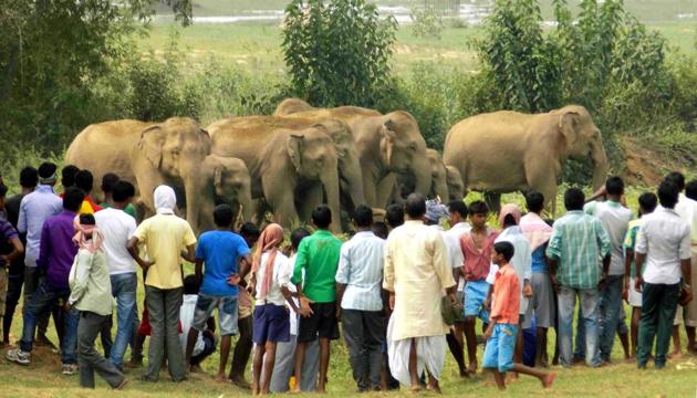 Elephants will stubbornly follow their ancient migratory routes, knowing that it is one way to keep themselves from bankrupting a single habitat. Put up a tea garden or coffee plantation in their way – and they will simply go through it. Traumatise them with crackers and fire, and they will seek refuge in the nearest village bar – and then really run amuck(HINDUSTAN TIMES)