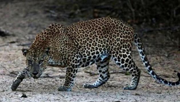 Mahima body was found by the villagers covered in blood with injuries on neck, thorax and abdomen (File) Mahima body was found by the villagers covered in blood with injuries on neck, thorax and abdomen (File)