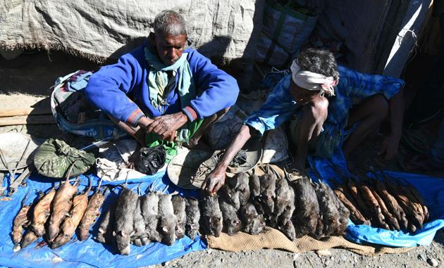 Freshly-caught rat is at the top of the holiday menu for crowds flocking to a market in northeastern India that specialises in rodents from local fields.(AFP)