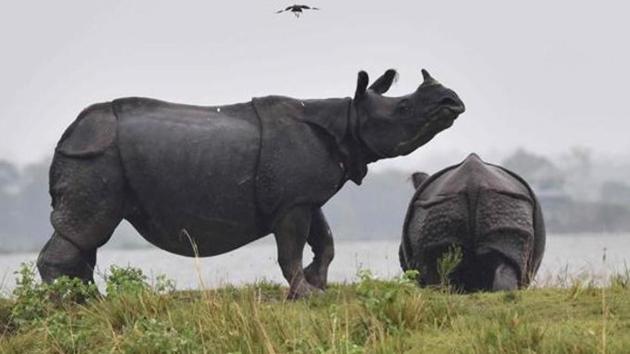 The last time a rhino was killed in Gorumara, where an estimated 50 of the endangered animals live, was one year and nine months ago.(AFP)