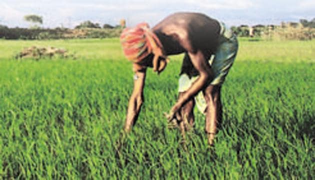 In the discourse on agriculture, fo farmer suicides are cited as the biggest proof of the agrarian crisis in the country by a large section(AFP)