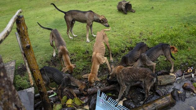 Dogs eat scraps left by family and friends attending the funeral of Oscar Salomon Charly. The father of 10 was paralysed on the boat, which didn’t reach the docks for another day and a half. Fellow divers then drove him about 10 blocks to the hospital with a US-donated hyperbaric chamber in city of Puerto Lempira. (Rodrigo Abd / AP)