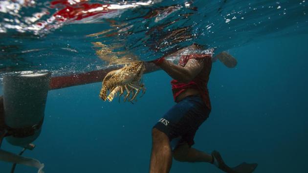 A diver holds onto his catch of lobsters during a fishing journey in the Miskito coast near Cay Savannah, Honduras. Thousands of men across the Mosquitia region of Honduras and Nicaragua depend on lobsters to eke out a living. And hundreds have been stricken with the bends — decompression sickness caused when nitrogen bubbles form in divers’ bodies. Some are paralysed. Some are killed. (Rodrigo Abd / AP)
