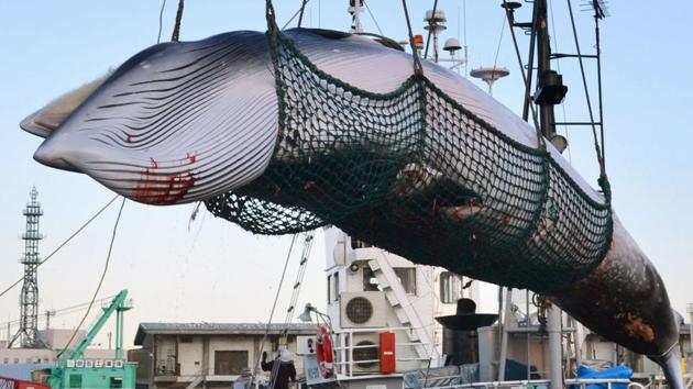 Japan has hunted whales for centuries, and their meat was a key source of protein in the immediate post-World War II years when the country was desperately poor.(AP)