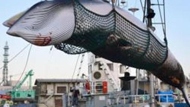 Japan announced Wednesday that it is leaving the International Whaling Commission to resume commercial hunts for the animals for the first time in 30 years.(AP)
