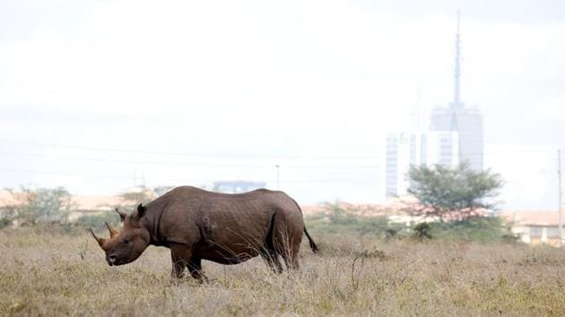 The carcass of an adult male rhinoceros was found with its horn missing at Gorumara National Park in West Bengal’s Jalpaiguri district. The last time a rhino was killed in Gorumara, where an estimated 50 of the endangered animals live, was one year and nine months ago. (Amir Cohen / REUTERS File) The carcass of an adult male rhinoceros was found with its horn missing at Gorumara National Park in West Bengal’s Jalpaiguri district. The last time a rhino was killed in Gorumara, where an estimated 50 of the endangered animals live, was one year and nine months ago. (Amir Cohen / REUTERS File)