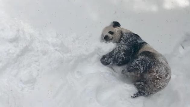 The video has been shared by the Smithsonian’s National Zoo and Conservation Biology Institute on Facebook.