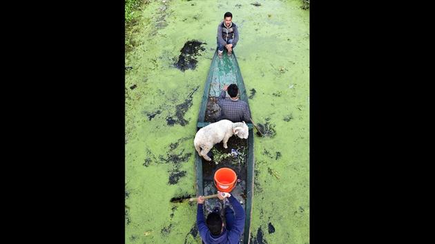 People row their boat in the floating vegetable market of Srinagar, Jammu and Kashmir. (Ajay Aggarwal / HT Photo) 