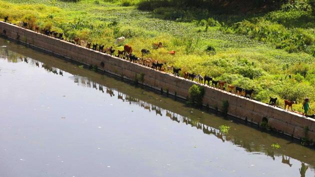 Goats walk by a river side in a straight line formation at Rajaram Bridge, Karve Nagar on May 9. (RAHUL RAUT/HT PHOTO) 