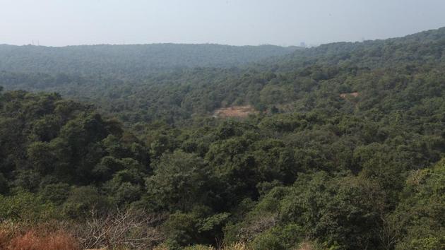 The forest area of Maharashtra is 50,682sq km. (HT File Photo) The forest area of Maharashtra is 50,682sq km. (HT File Photo)