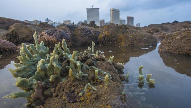 A view of sea sponges on to the rocks at Marine drive in Mumbai, Maharashtra. (Pratik Chorge / HT Photo) 