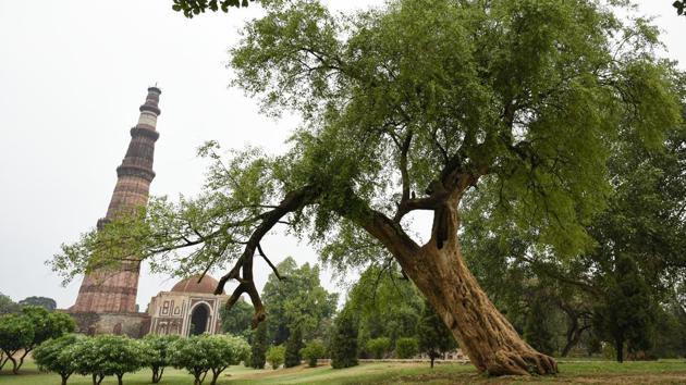 Leaning like the Whomping Willow from the Harry Potter series, the Salvadora tree in the Qutub Minar complex gives the Minar quite the fight for attention. HT featured a series on the iconic trees of Delhi, underscoring their importance for the city. The series was launched June 26, when the plan to axe 14,000 trees for redeveloping government housing projects in south Delhi made headlines.  (Burhaan Kinu / HT Photo) 