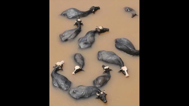 A herd of buffaloes is seen in the waters of Tawi river on a humid day in Jammu, Jammu and Kashmir. (Nitin Kanotra / HT Photo) 
