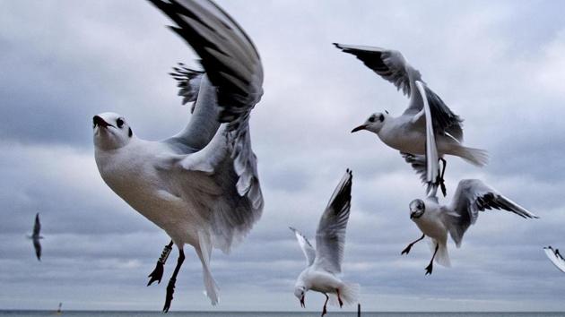 Sea gulls fly at the beach of the Baltic Sea in Timmendorfer Strand, Germany. (Michael Probst / AP) Sea gulls fly at the beach of the Baltic Sea in Timmendorfer Strand, Germany. (Michael Probst / AP)