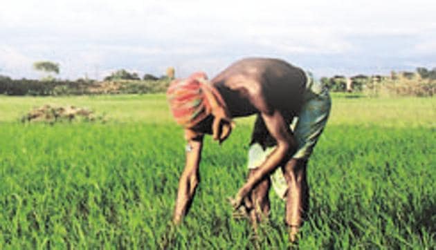 To address farmers’ distress ahead of 2019 general elections, the government is considering waiving interest on crop loans for farmers who pay on time, costing an additional <span class='webrupee'>?</span>15,000 crore to the exchequer, according to sources.(AFP)